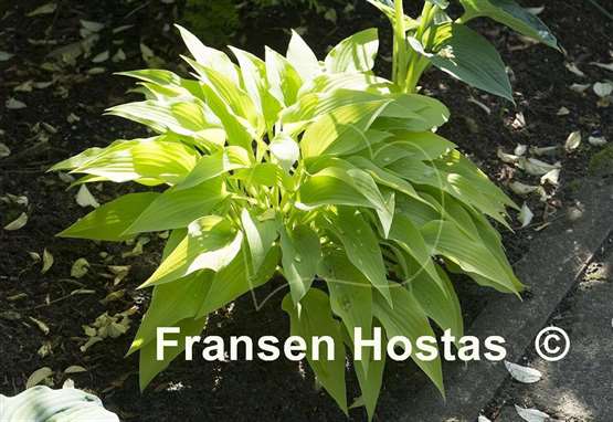 Hosta Anna Lindh